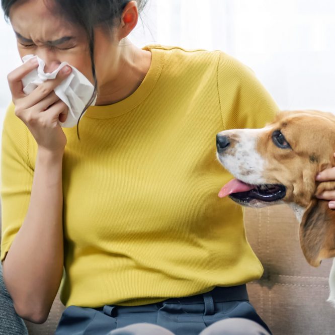 Allergene-cut-AdobeStock_563558400 Allergene-cut-AdobeStock_563558400