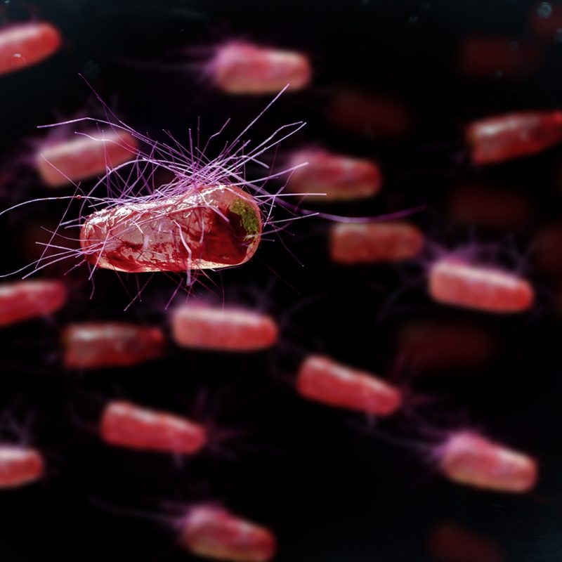 Escherichia coli also known as Ecoli bacteria health science concept