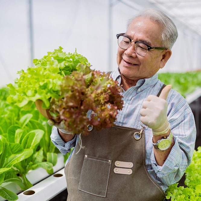 asian elder senior male greenhouse hydroponic farm business owner hand hold fresh vegetable harvest green product with cheerful and happiness,Concept of growing organic vegetables and health food
