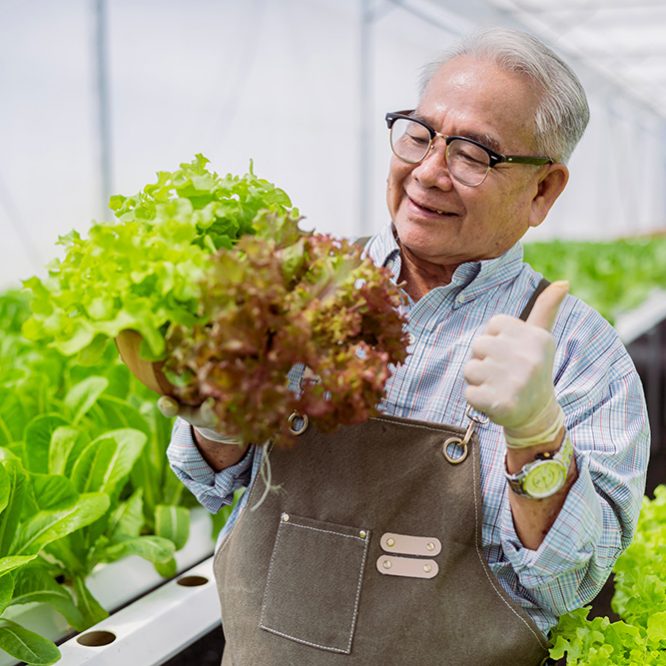 asian elder senior male greenhouse hydroponic farm business owne asian elder senior male greenhouse hydroponic farm business owner hand hold fresh vegetable harvest green product with cheerful and happiness,Concept of growing organic vegetables and health food