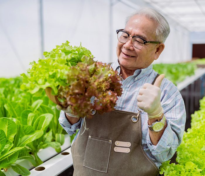 asian elder senior male greenhouse hydroponic farm business owner hand hold fresh vegetable harvest green product with cheerful and happiness,Concept of growing organic vegetables and health food